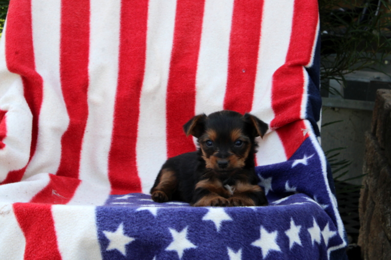 puppy, for, sale, Yorkshire Terrier, Matthew B. Stoltzfus, dog, breeder, Gap, PA, dog-breeder, puppy-for-sale, forsale, nearby, find, puppyfind, locator, puppylocator, aca